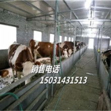 山东济宁任城肉牛养殖厂 优质肉牛供应与专业养殖咨询服务
