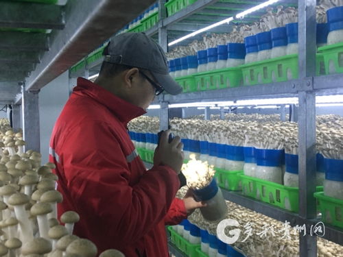 从黔西南出发 立体化畜禽养殖咨询服务为农户保驾护航