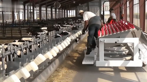 规模化奶牛养殖中的犊牛饲养管理要点与咨询服务解析