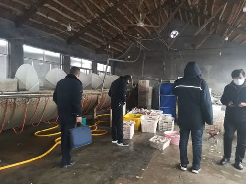专项执法检查再发力，守护畜禽产品质量安全与科学养殖之路