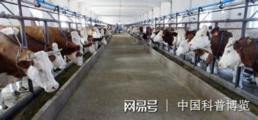 人造牛肉的真相 从注水老母猪到牛下水的“创新”烹饪