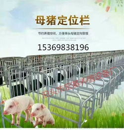 育肥猪定位栏母猪限位栏首选泊头宏基——专业品质，养殖无忧