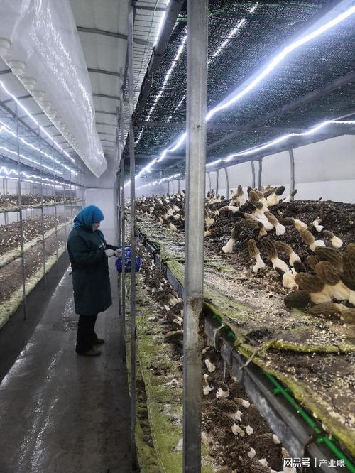 甘肃通渭 羊肚菌工厂化栽培初获突破 畜禽养殖咨询服务同步升级
