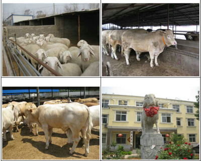 纯种西门塔尔肉牛犊改良花牛大型肉牛养殖场在线咨询牛价格全国包邮